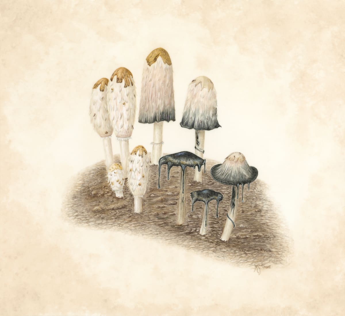 Coprinus comatus by Margaret Trent 