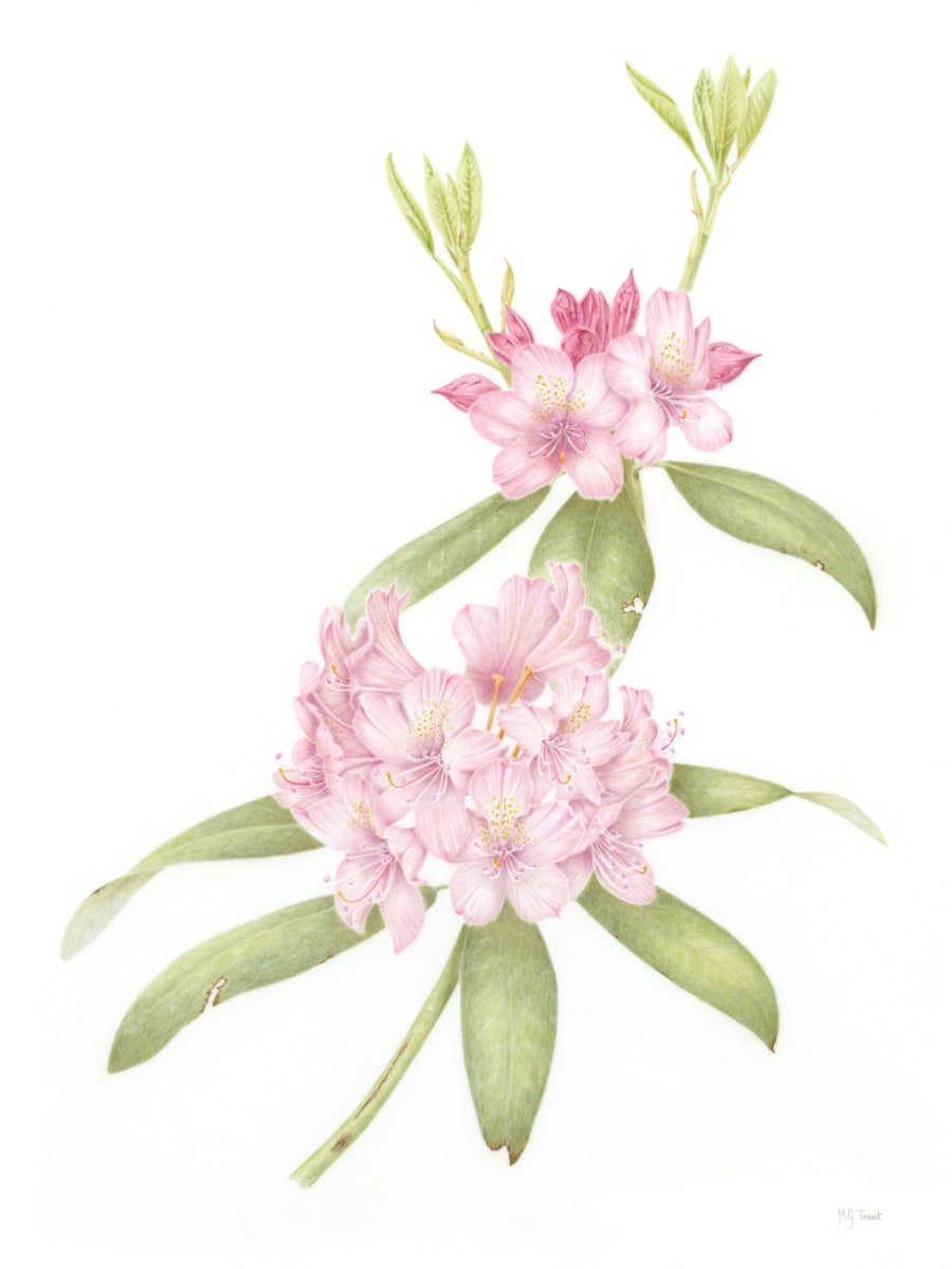 Rhododendron macrophyllum by Margaret Trent 
