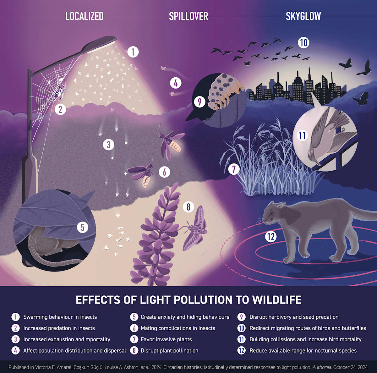 Effect of Light Pollution on Wildlife by Nicole Tsz Ki Kit 