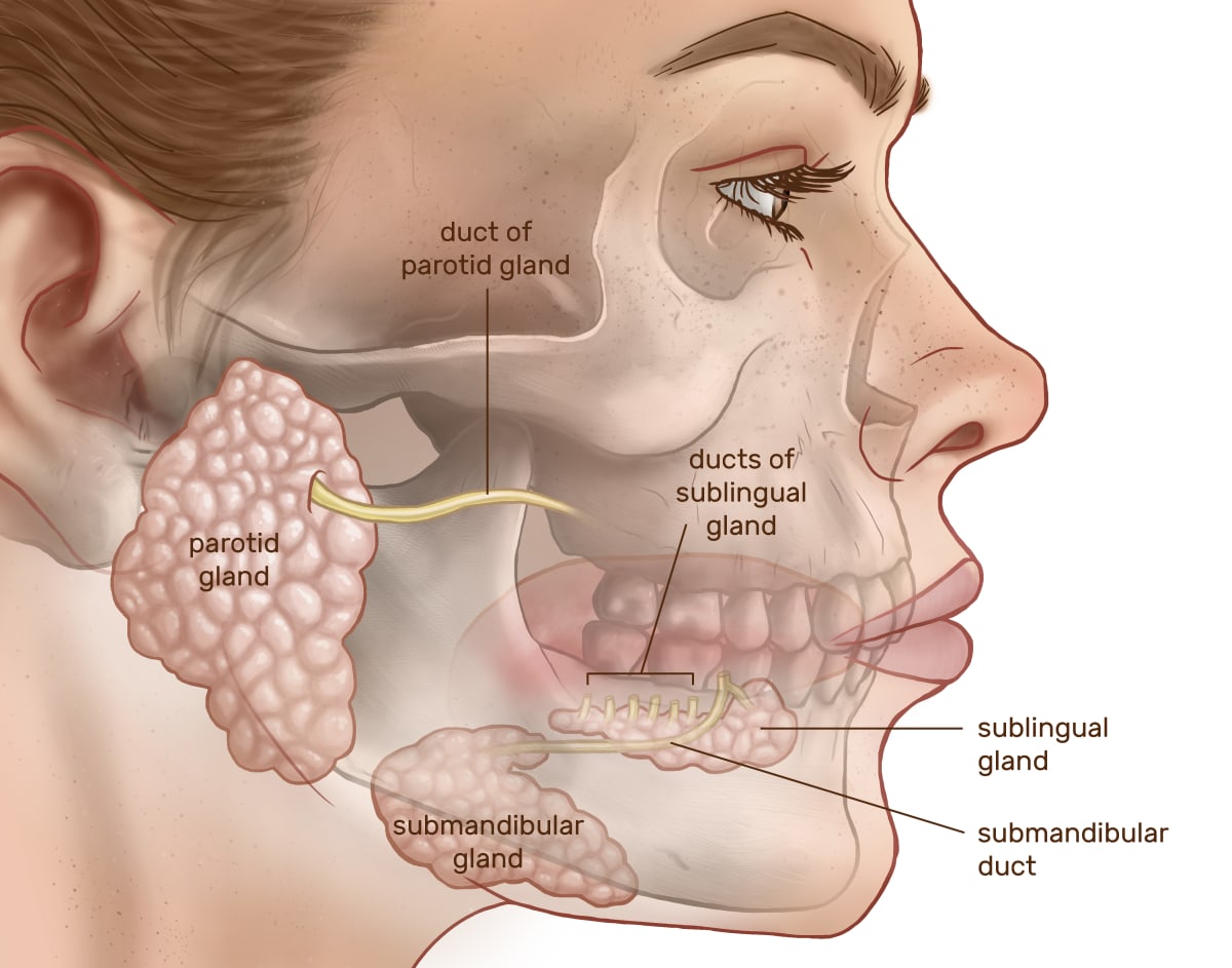 Major Salivary Glands by Caitlin Rausch 