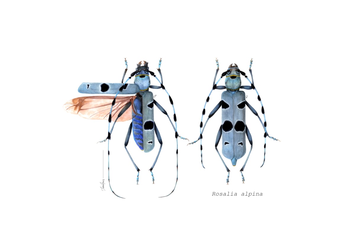 Blues (Sexual dimorphism in Rosalia alpina) by Ivona Mariș 