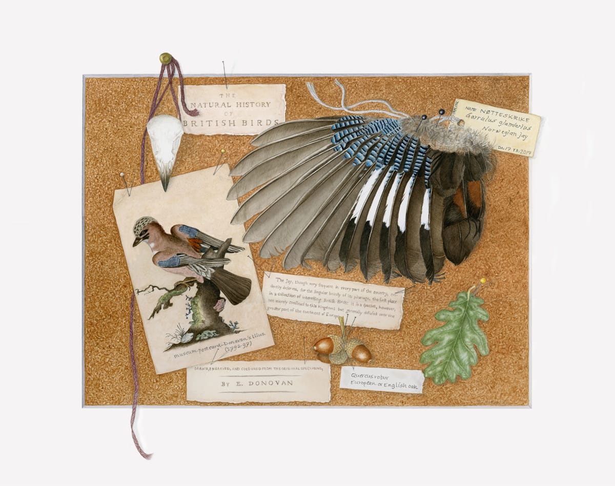 Eurasian jay by Kathleen McKeehen 