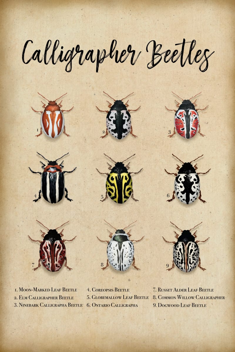 Meet the Calligrapher Beetles of North America by Amy Maltzan 