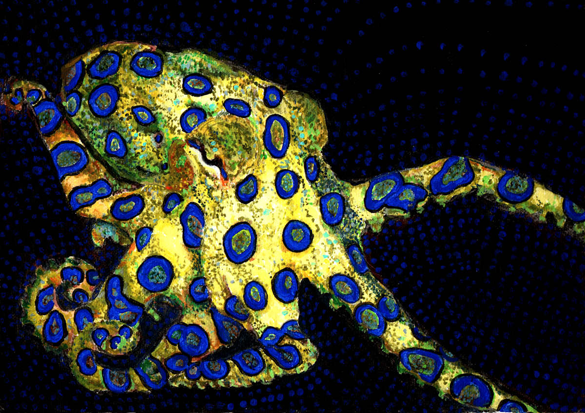 Blue Ringed Octopus by Netta Dar, Image 1.