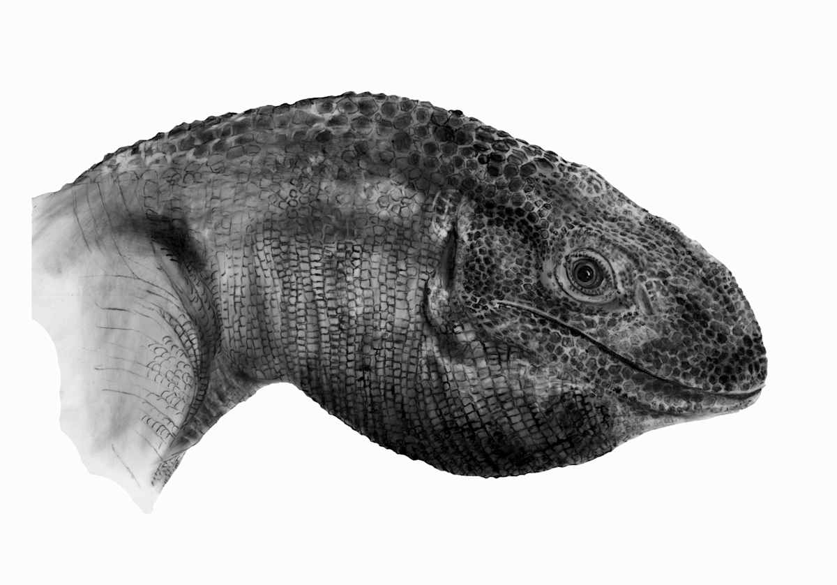 Monitor Lizard by Sachi Sugiyama 