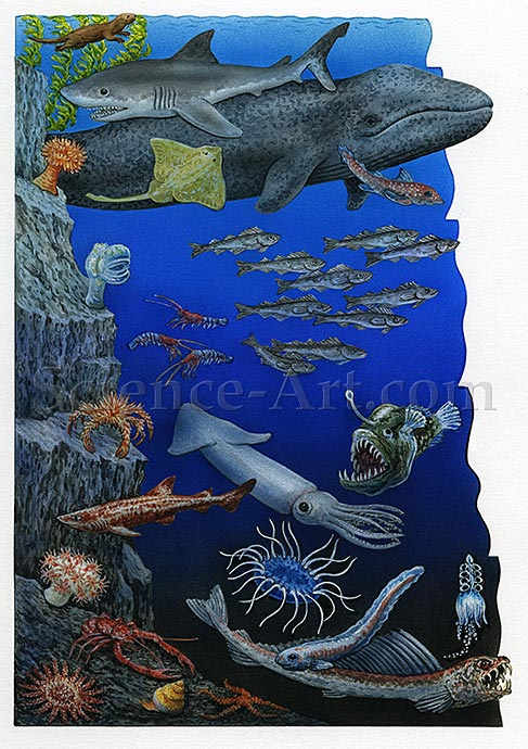 Monterey Bay Ocean Depth Zones by Carol Schwartz 