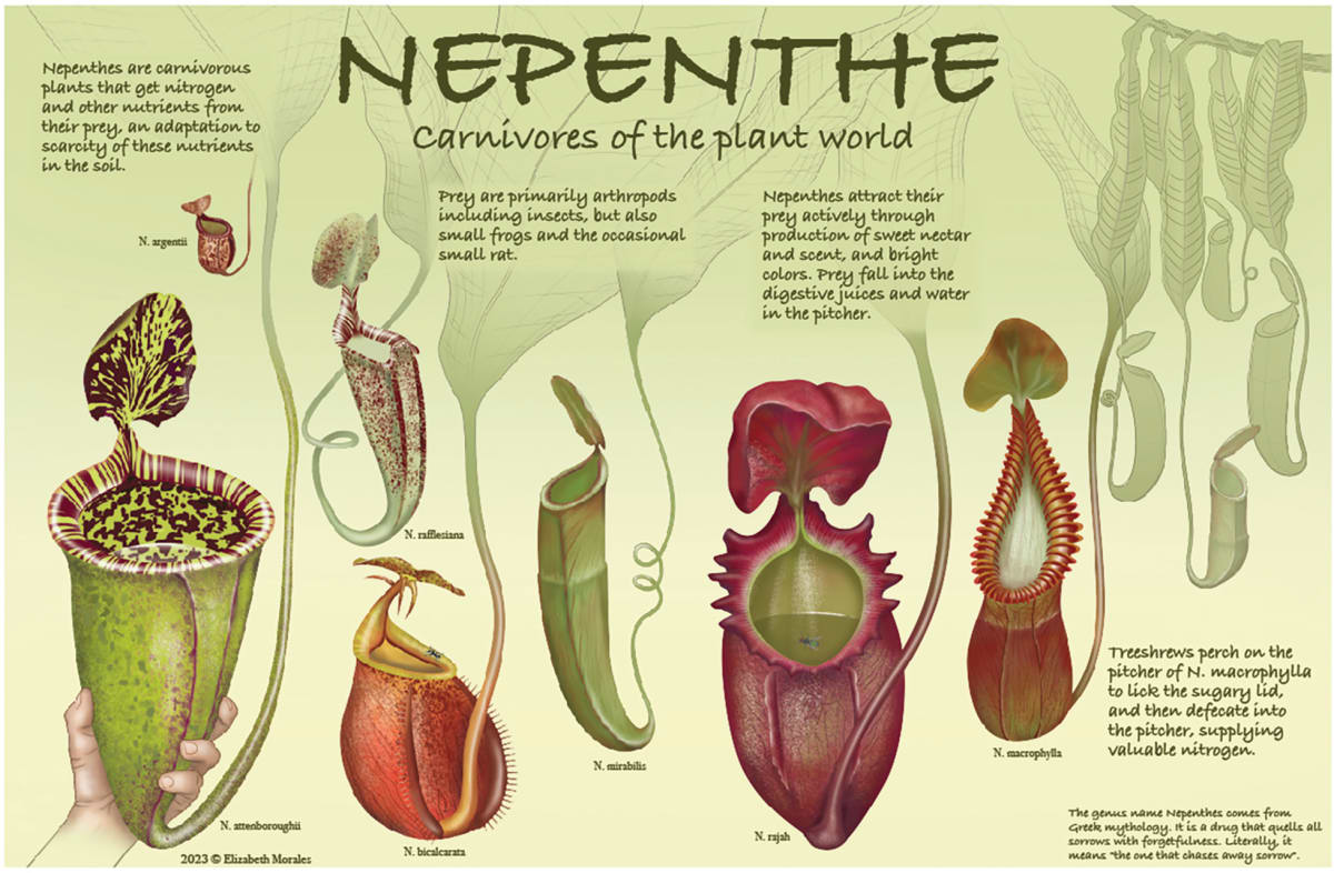 Nepenthe by Elizabeth Morales 