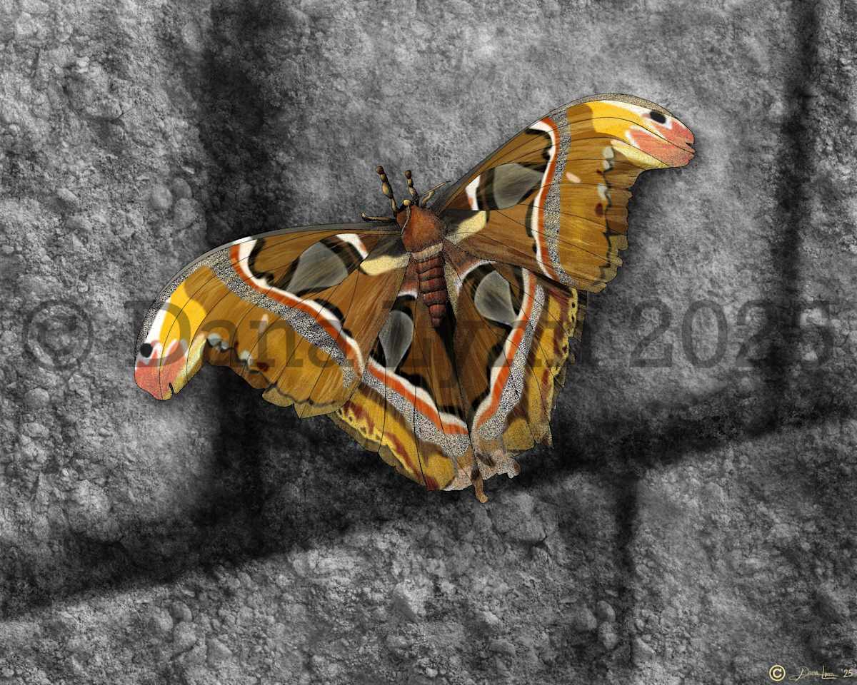 Moth by Dana Watrous, Image 1.