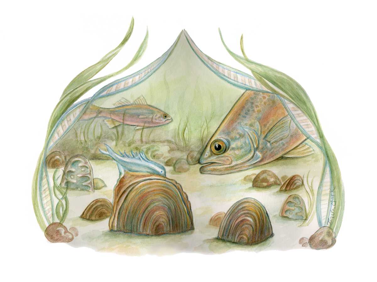 Freshwater Mussels with Egg Dispersal Lure by Tamara Clark 