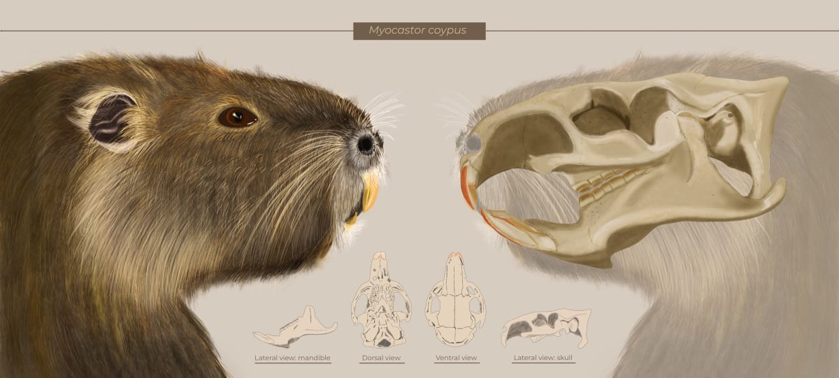 Cranial study of Myocastor coypus by Gloria Fuentes 