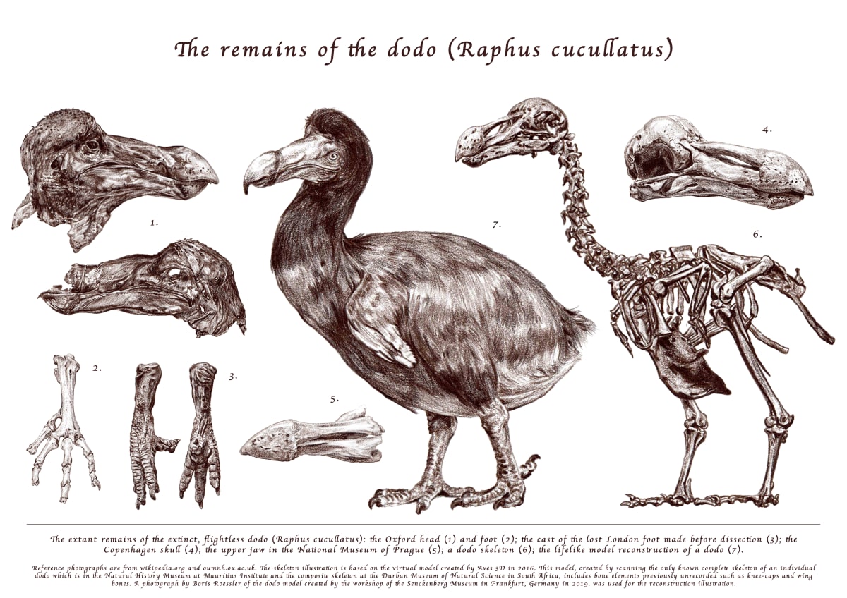 The remains of the dodo (Raphus cucullatus) by Natalija Stojanovic 