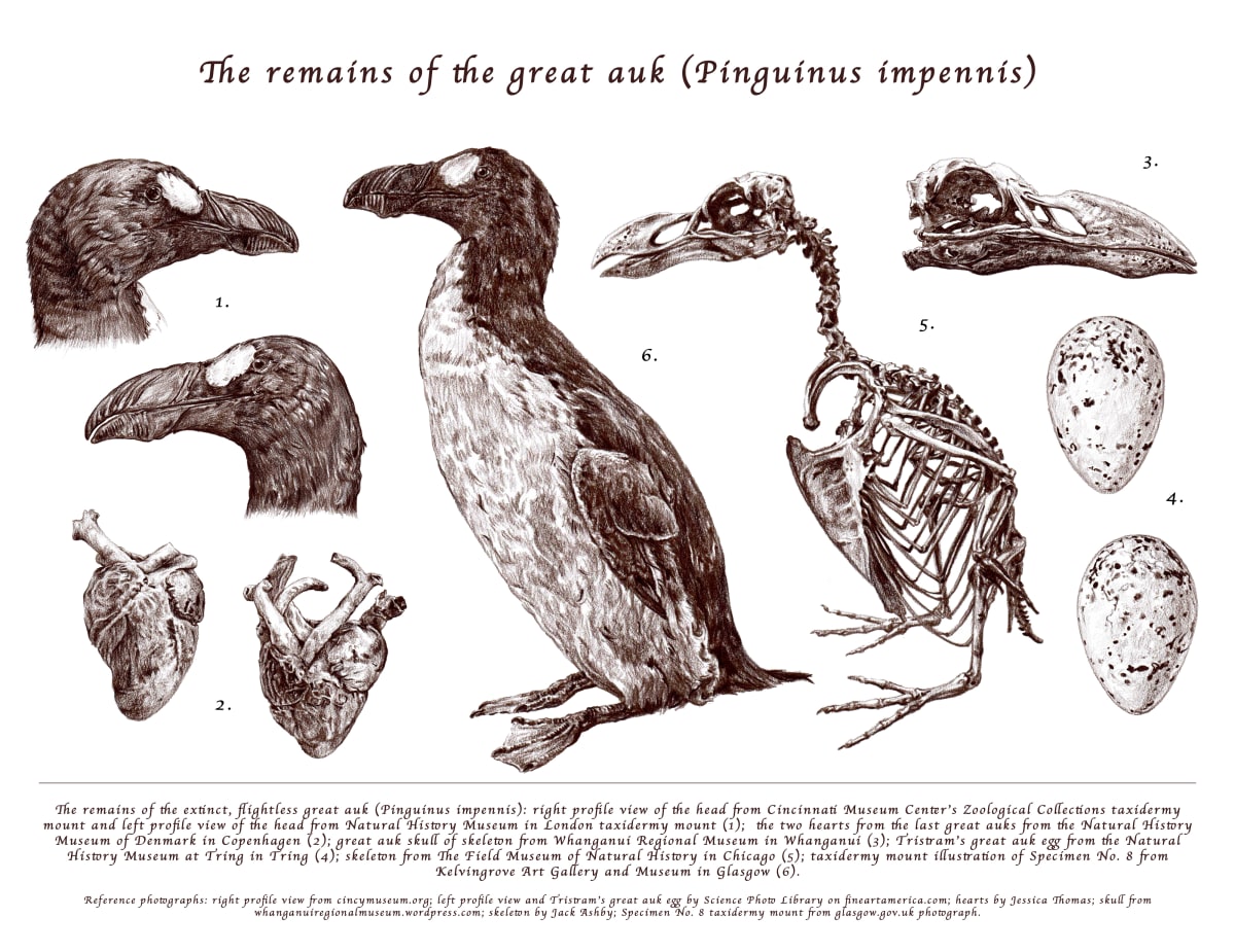The remains of the great auk (Pinguinus impennis) by Natalija Stojanovic 