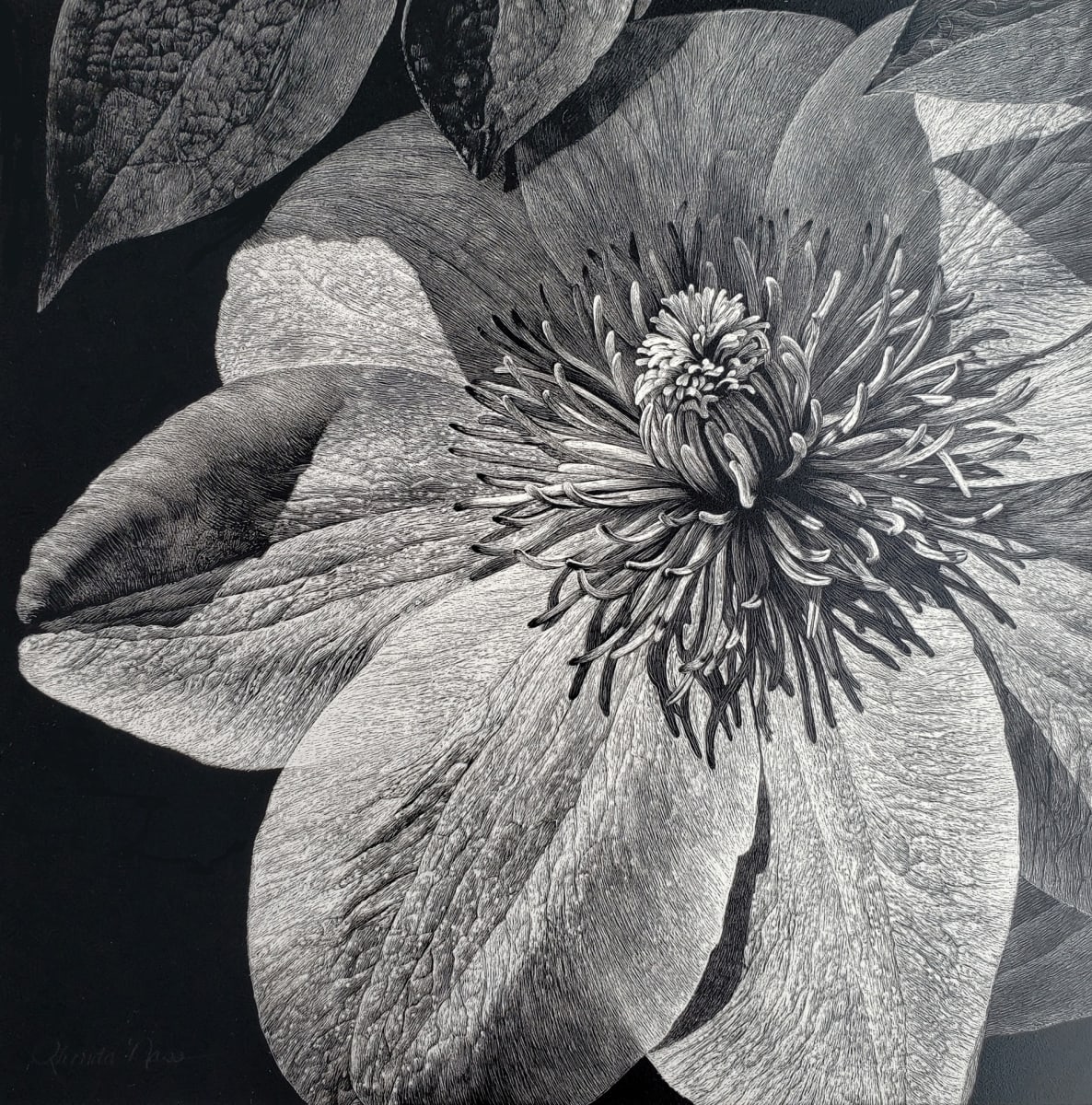 Lustrous Clematis by Rhonda Nass 