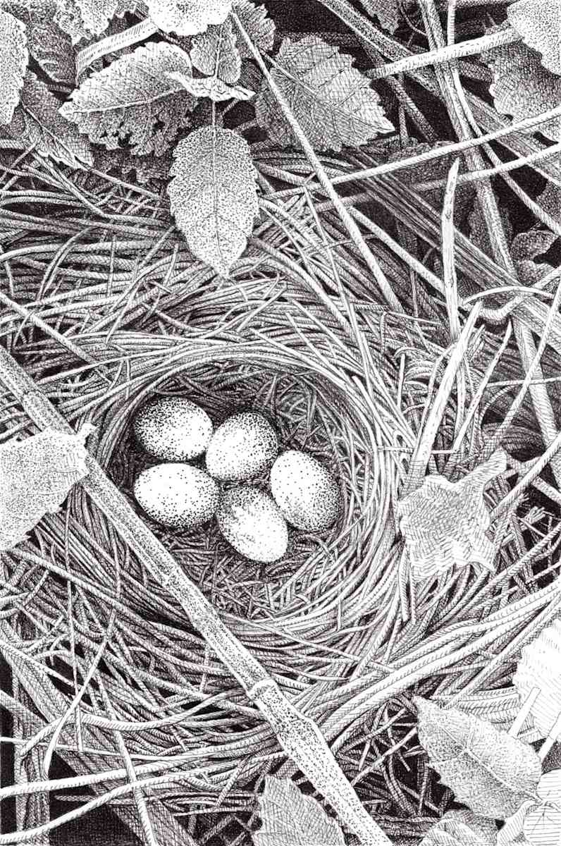 Ground Nest by Stacy-Ann Searle 