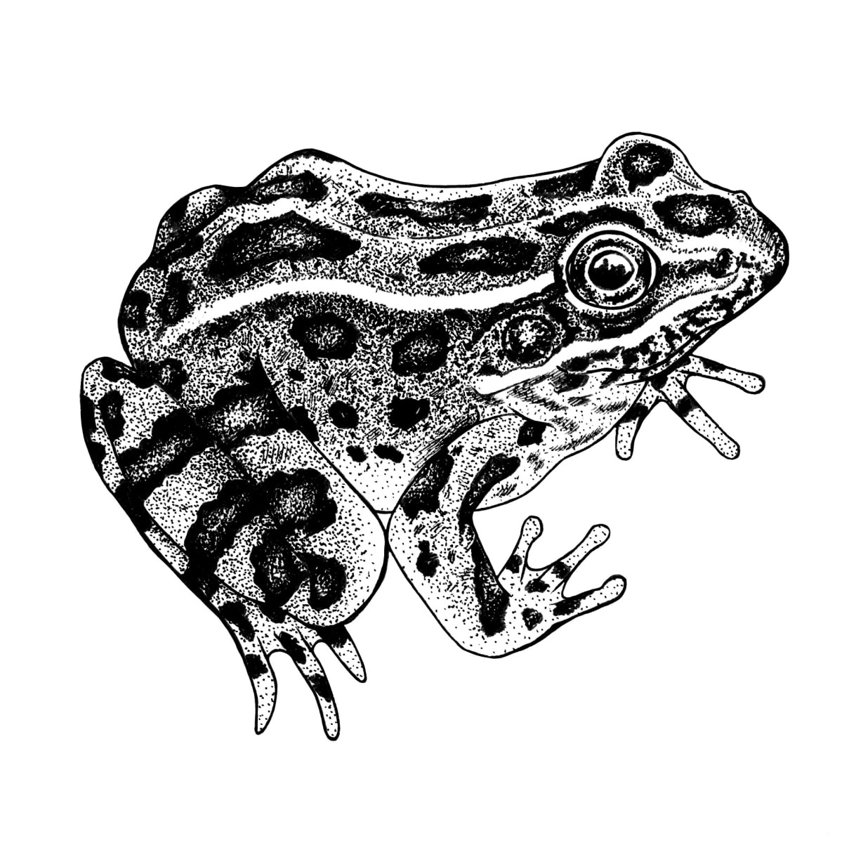 Northern Leopard Frog by Caitlin Rausch 