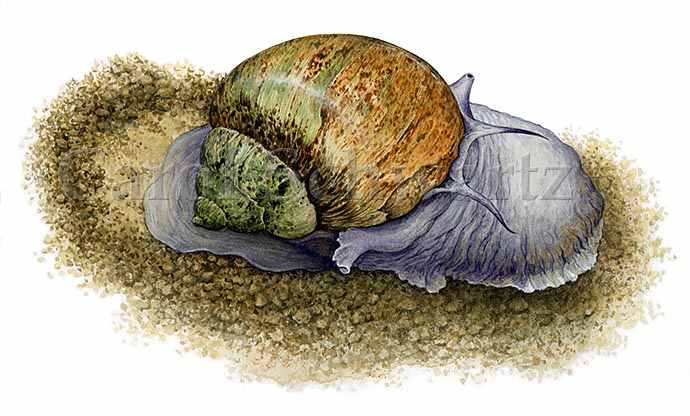Northern Moon Snail by Carol Schwartz 