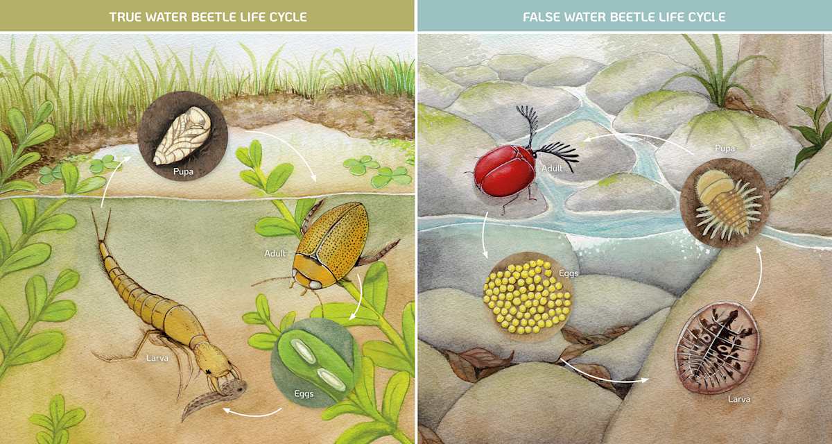 Water Beetle Life Cycle by Nicole Tsz Ki Kit 