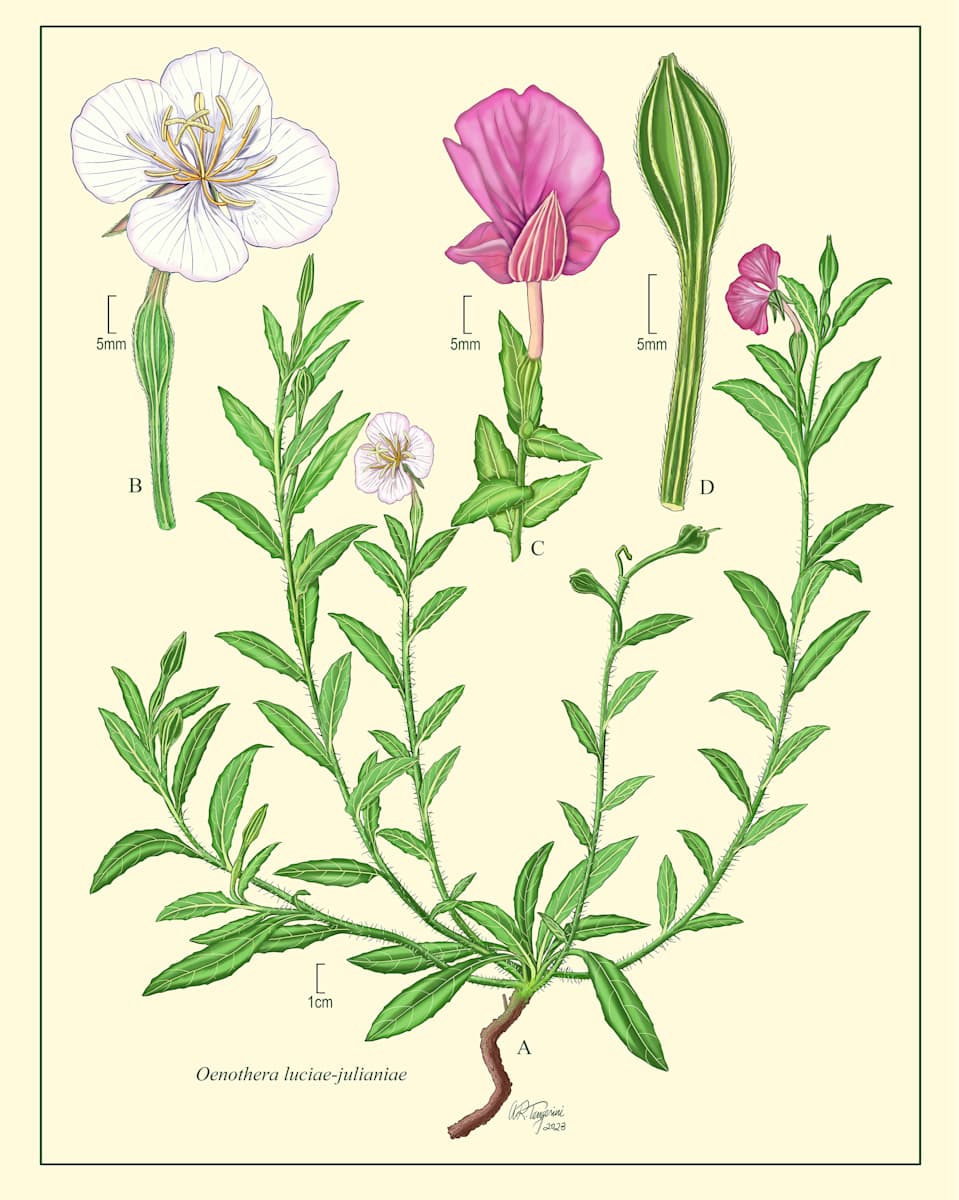Oenothera luciae-julianiae (Onagraceae family) by Alice Tangerini 