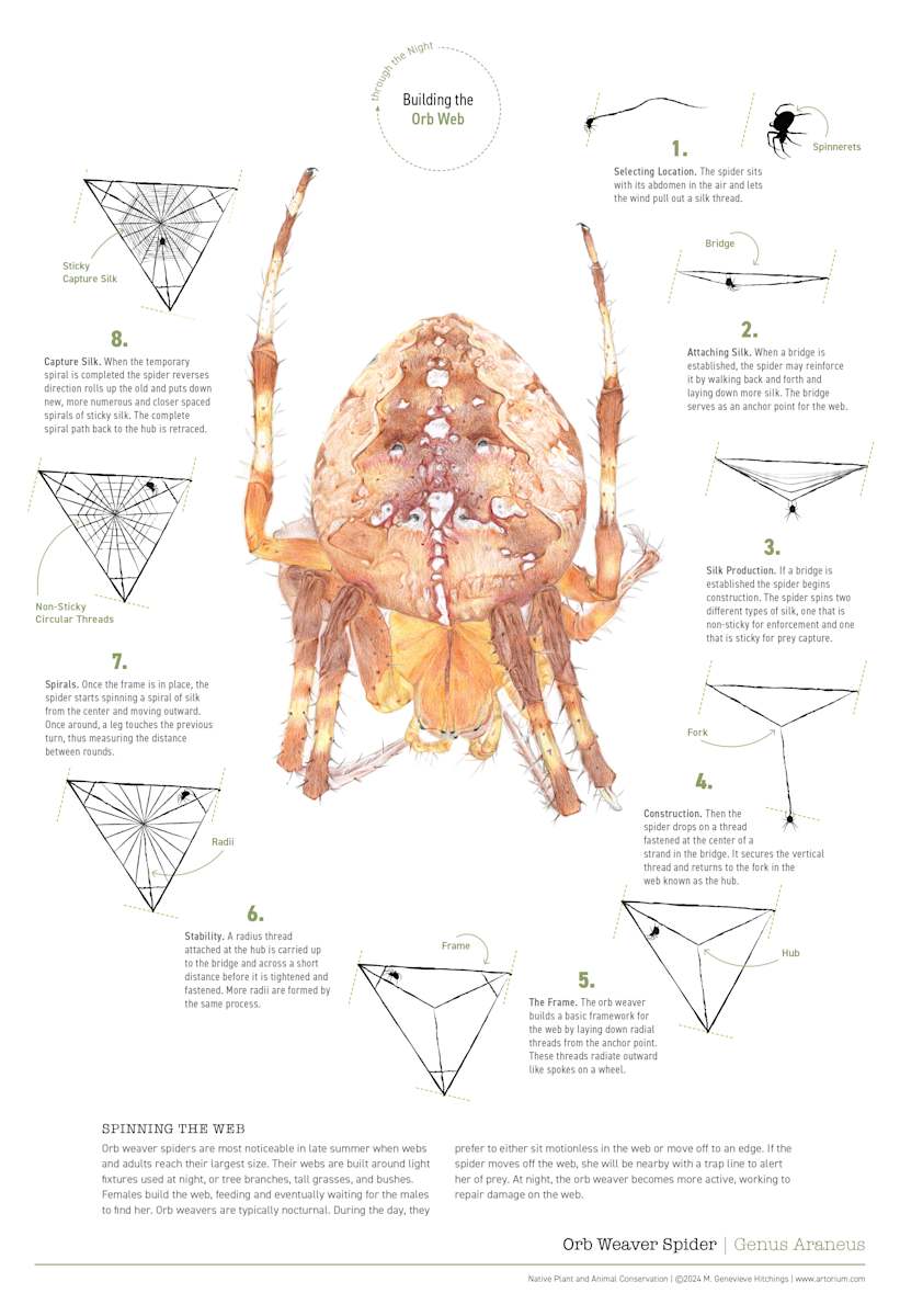 Orb Weaver Spider: Spinning the Web by M. Genevieve Hitchings 