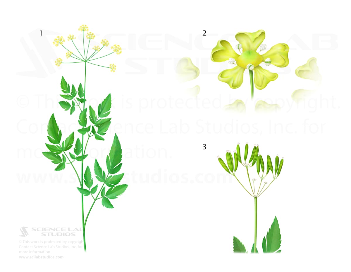 Osmorhiza occidentalis by Rick Simonson 