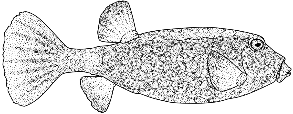 Yellow boxfish (Ostracion cubicum) by Fiona Martin 