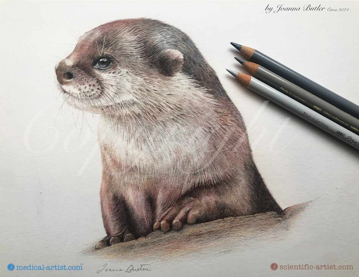 Otter study by Joanna Butler, Image 1.