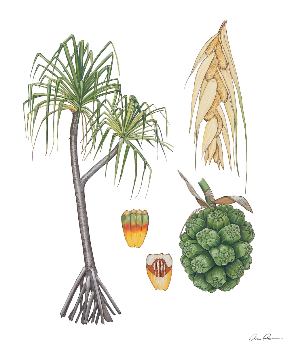 Pandanus tectorius by Anna Pedersen 