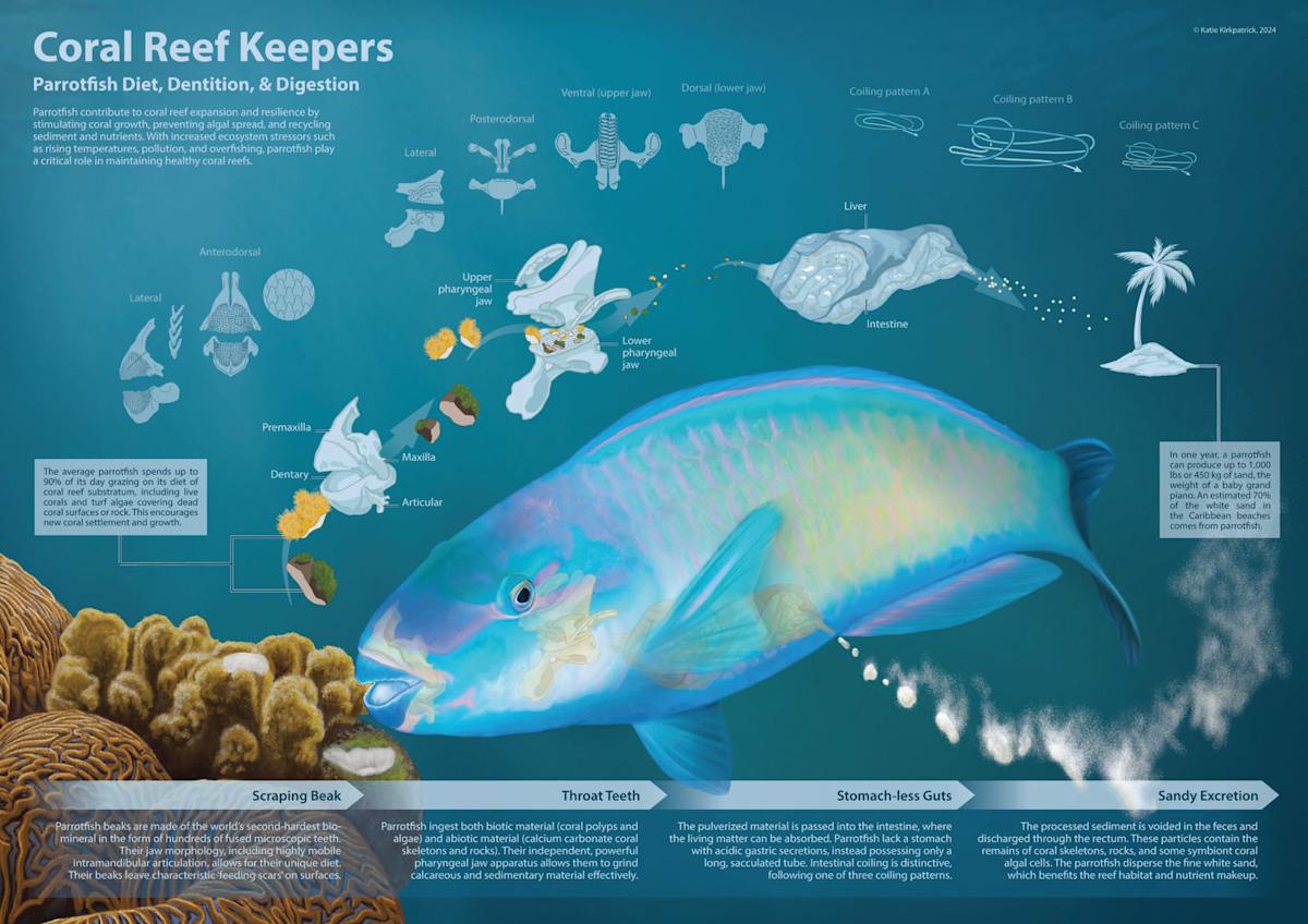 Coral Reef Keepers by Katie Kirkpatrick 