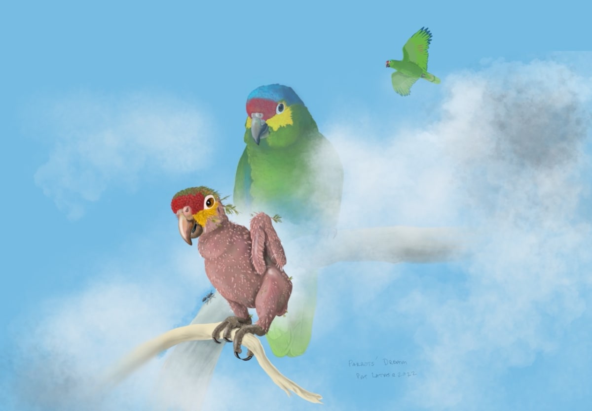 Do Caged Parrots Dream by Patricia Latas 