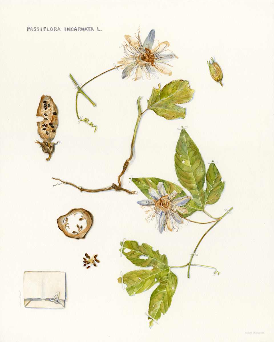 Passiflora incarnata L. by Mia Nickell 