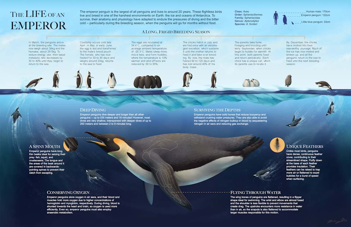 The Life of an Emperor: An Infographic on Emperor Penguins by Brittany Cheung 