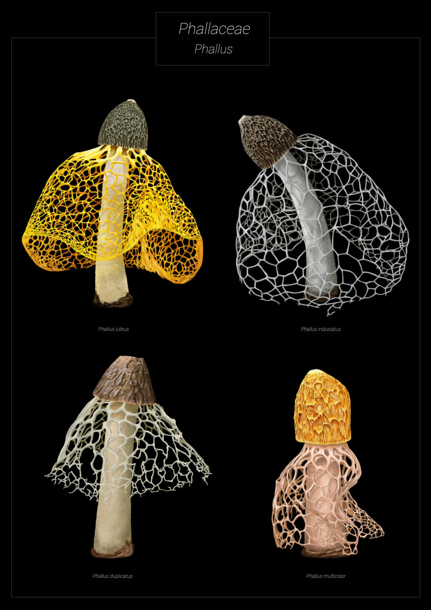 Phallaceae study by David Ranchal 