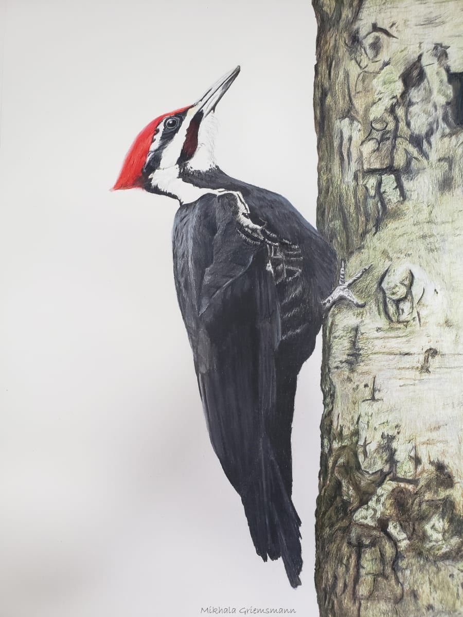 Pileated Woodpecker by Mikhala Griemsmann 