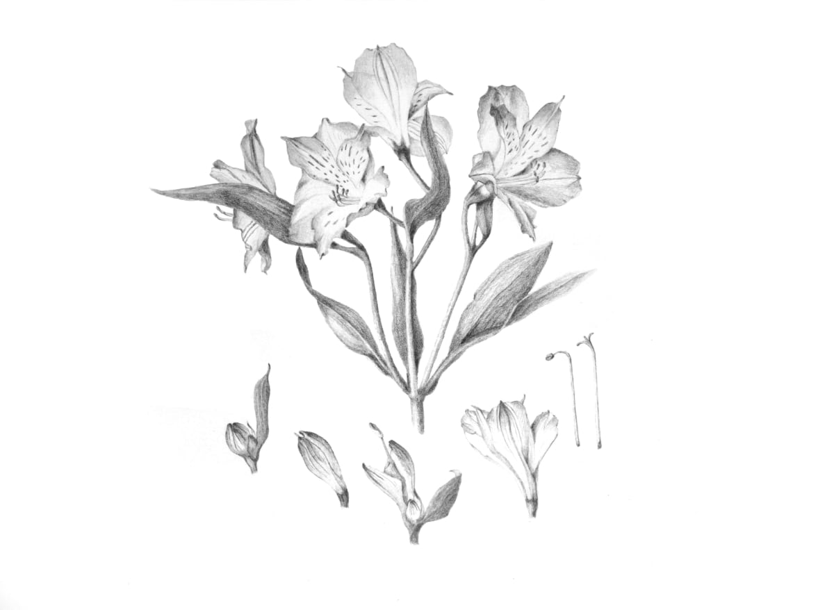 Pink Alstroemeria by Rose Convery 
