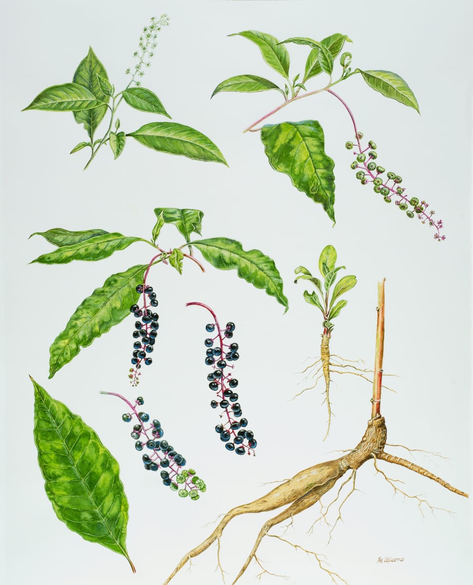 Pokeweed by Sandra Williams 