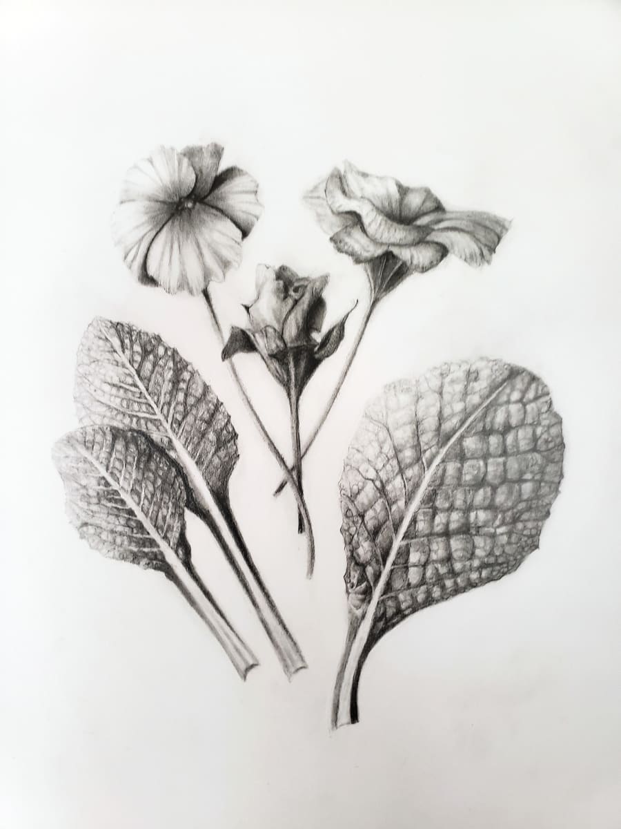 Primrose (Primula vulgaris) by Deborah Kopka 