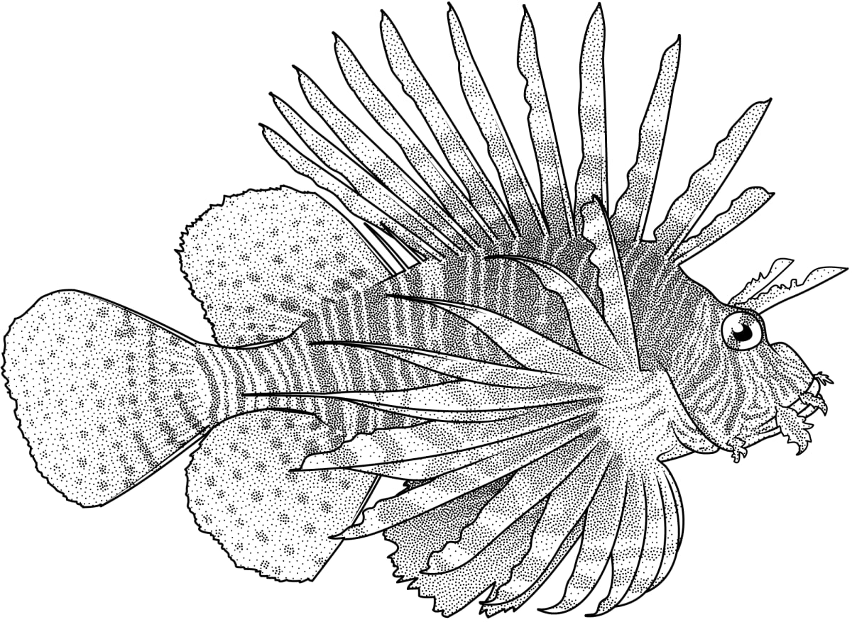 Red lionfish (Pterois volitans) by Fiona Martin 