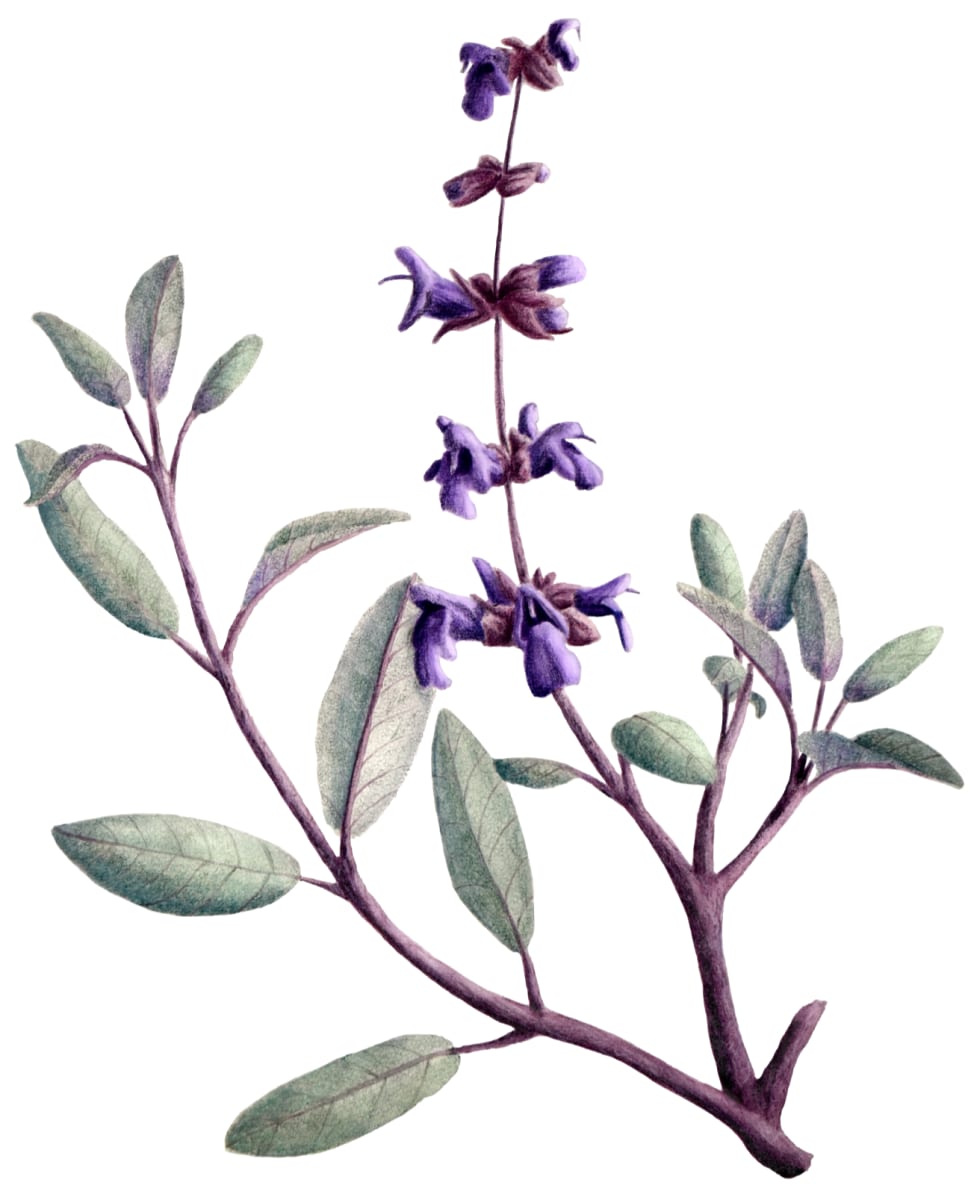 Purple Sage (Salvia leucophylla) by Tristan Stephan 