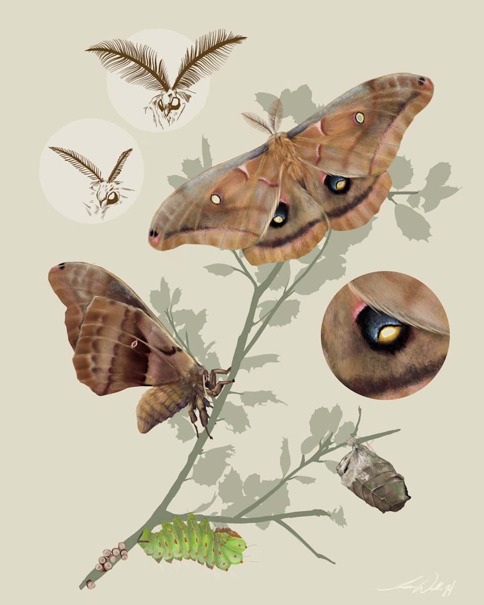 Quercus & Polyphemus by Tessa Wells 