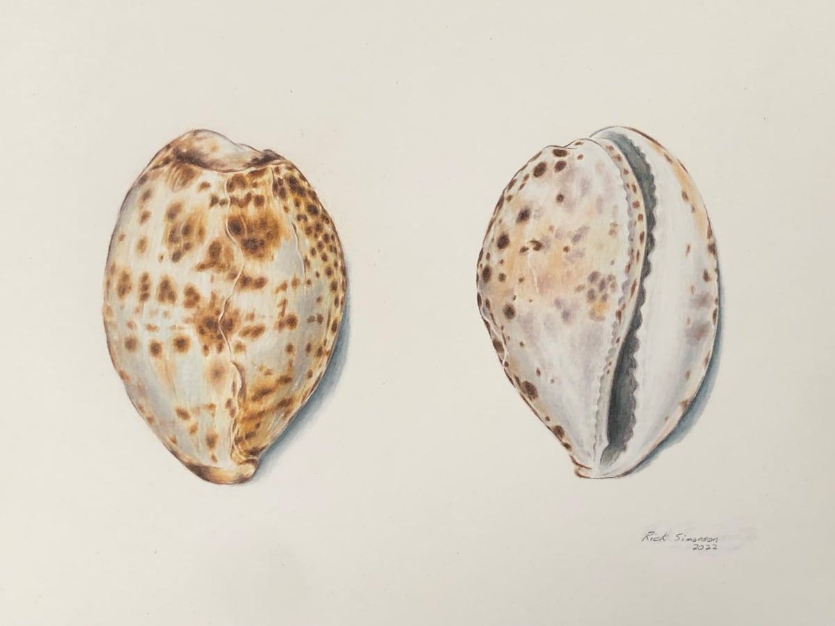 Cowrie shell by Rick Simonson 