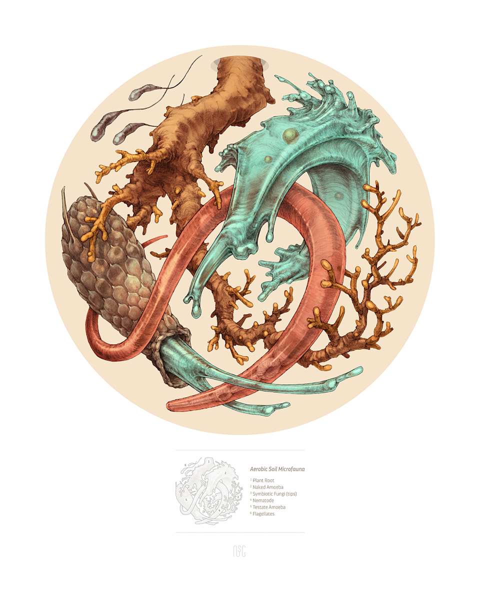 Aerobic Soil Microfauna by Robert Long 