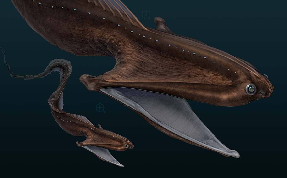 Pelican Eel, Saccopharynx ampullaceus by Robert Long 