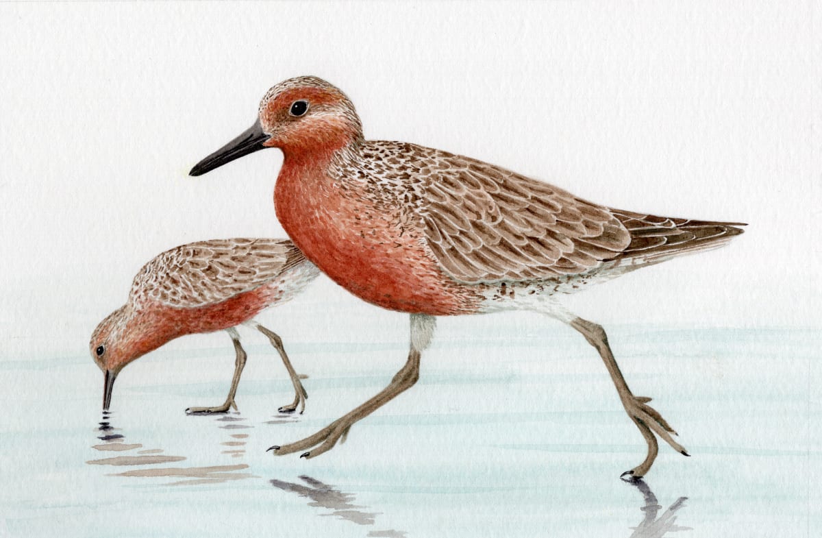 Red Knots on the Estuary in Seaside, Oregon by Nora Sherwood 