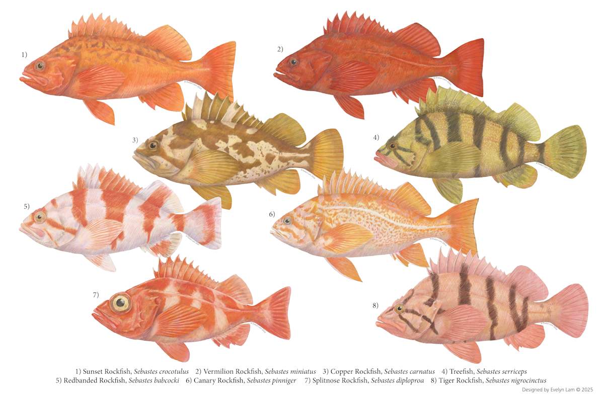 Rockfishes by Evelyn Lam 