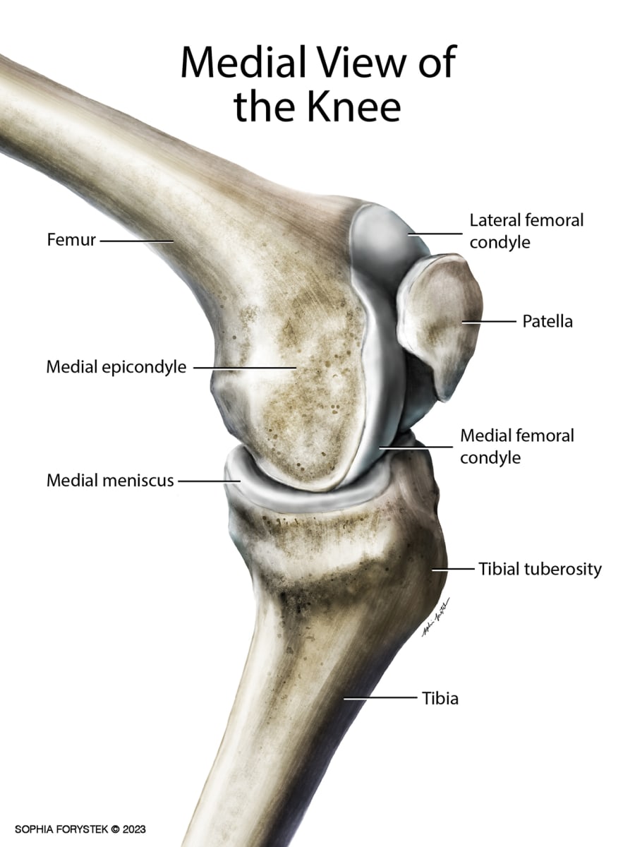 Medial View of the Knee by Sophia Forystek, Image 1.