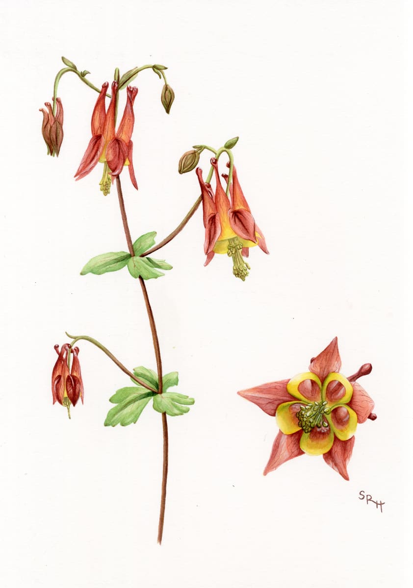The Eastern Red Columbine by Sophia Hart 