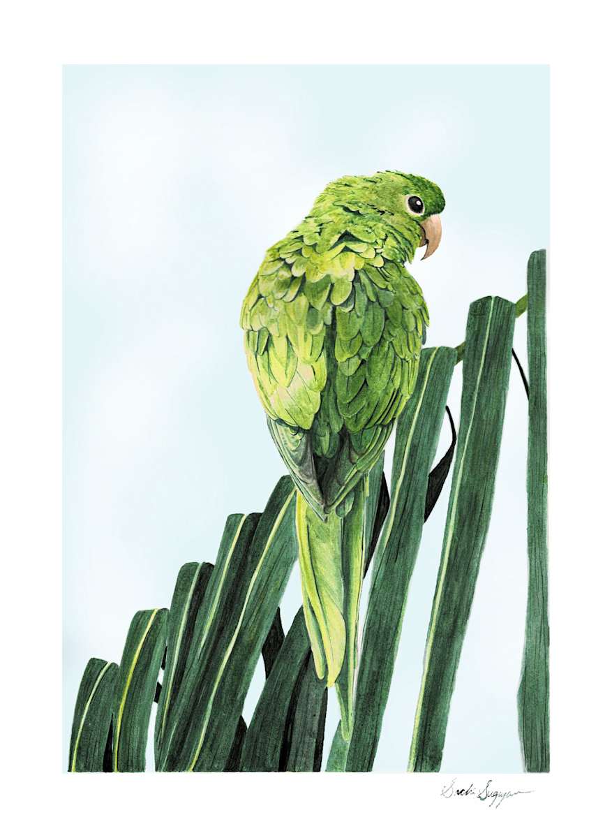 White eyed Parakeet by Sachi Sugiyama 