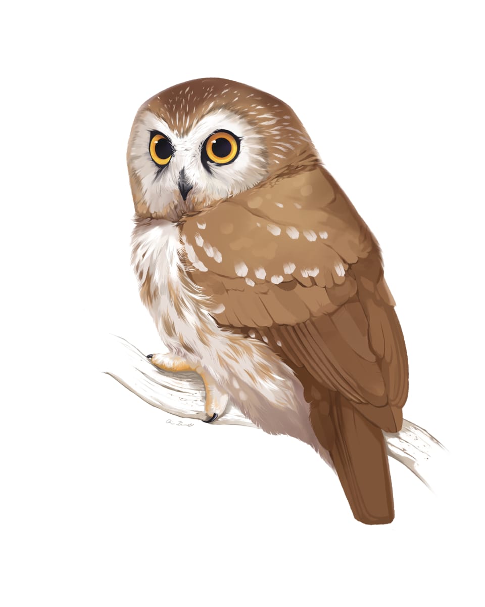 Northern Saw Whet Owl by Quinn Burrell 