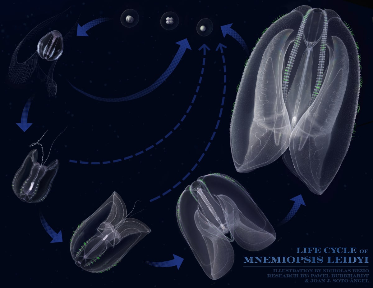 Lifecycle of the Sea Walnut (Phylum: Ctenophora) by Nicholas Bezio 