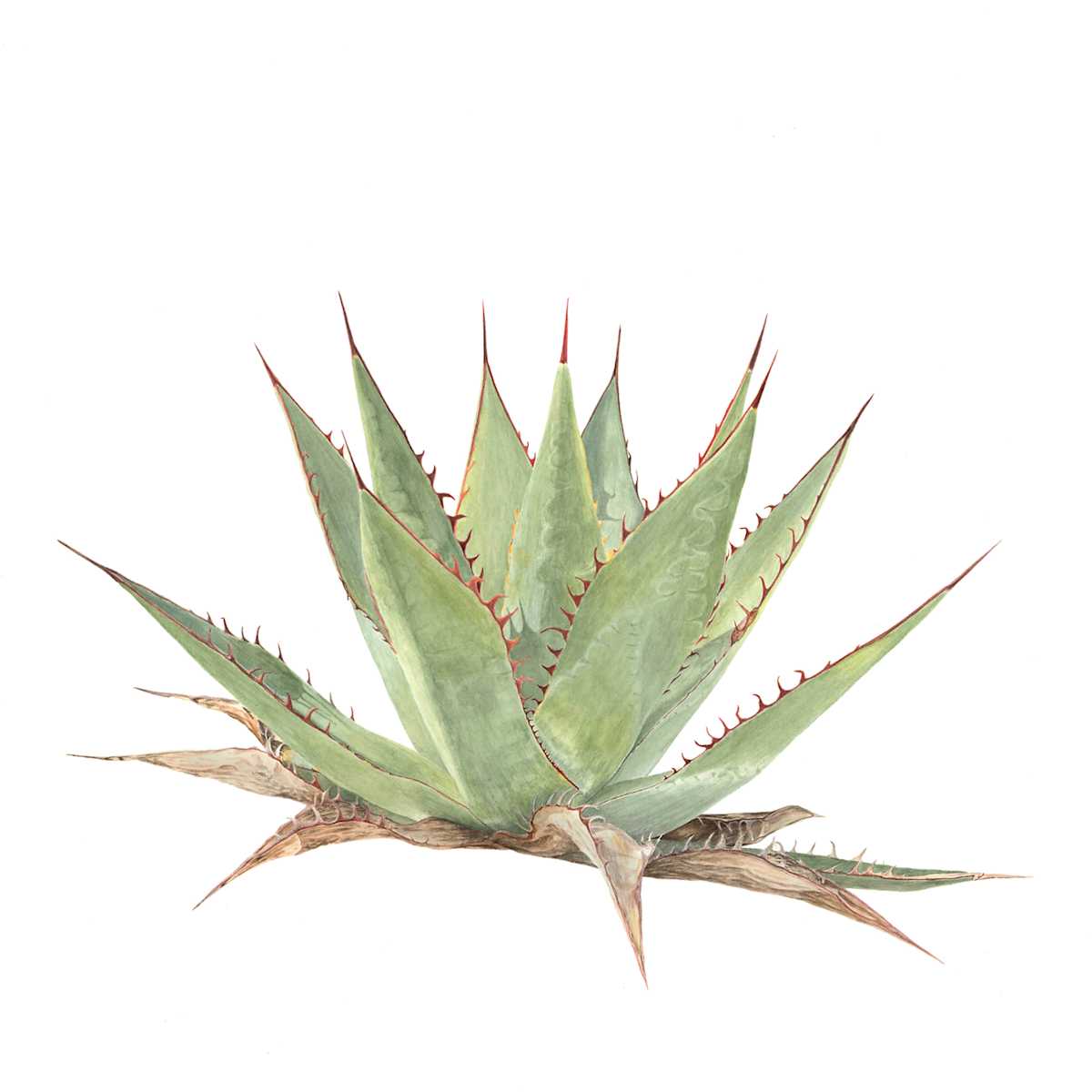 Agave shawii by Heather Kostrzewa 